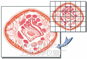 Image Advanced 3.2专业图像分析处理软件