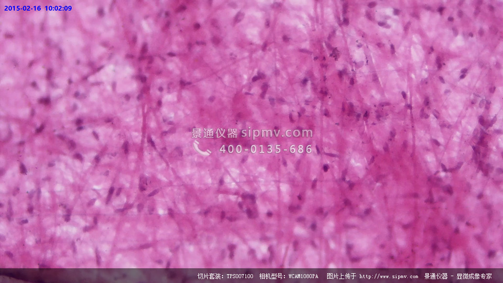 显微镜下的疏松结缔组织装片