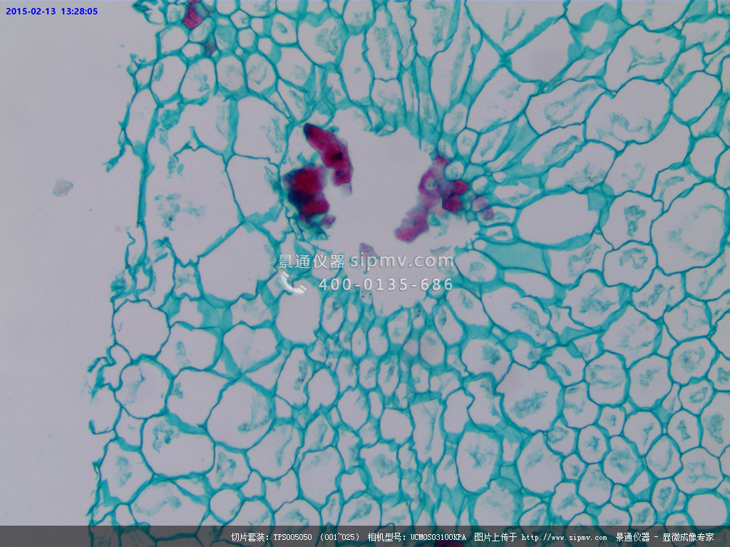 梨的石细胞图片