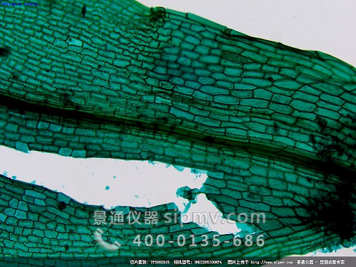 显微镜下的蕨原叶体装片