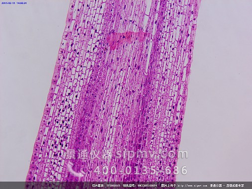 显微镜下的玉米跟尖纵切