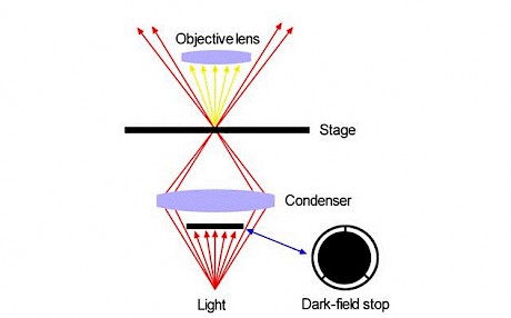 特殊光学显微镜的原理与使用