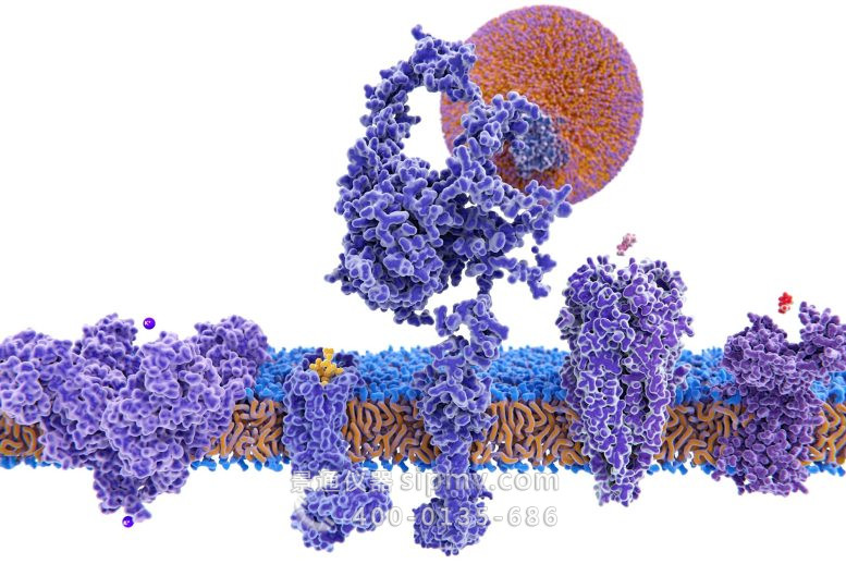膜蛋白的结构多样性