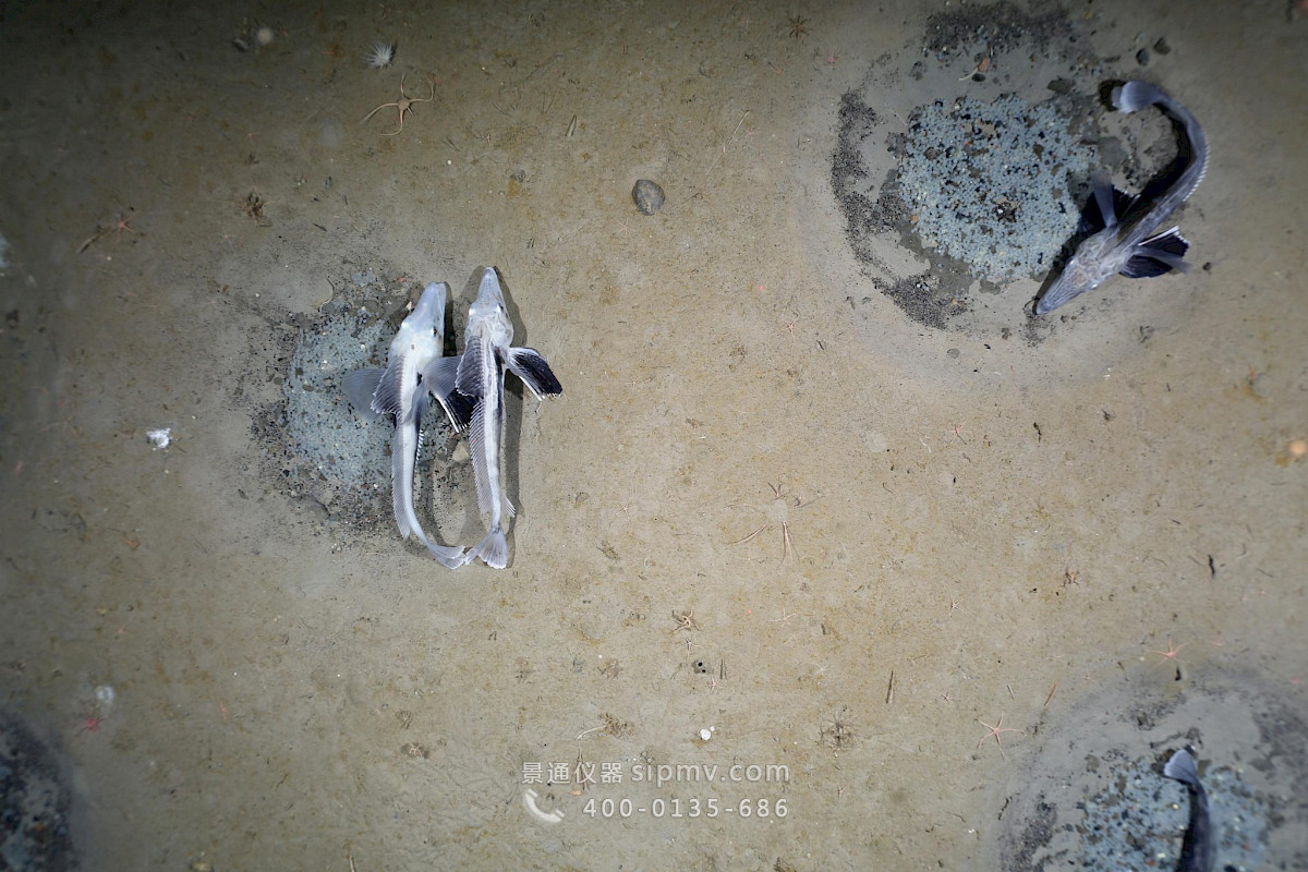 冰鱼在威德尔海筑巢